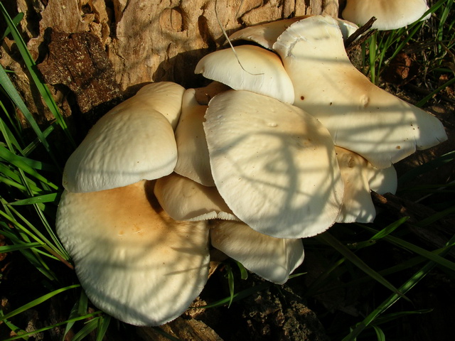 lungo il fiume Secchia: Agrocybe aegerita.